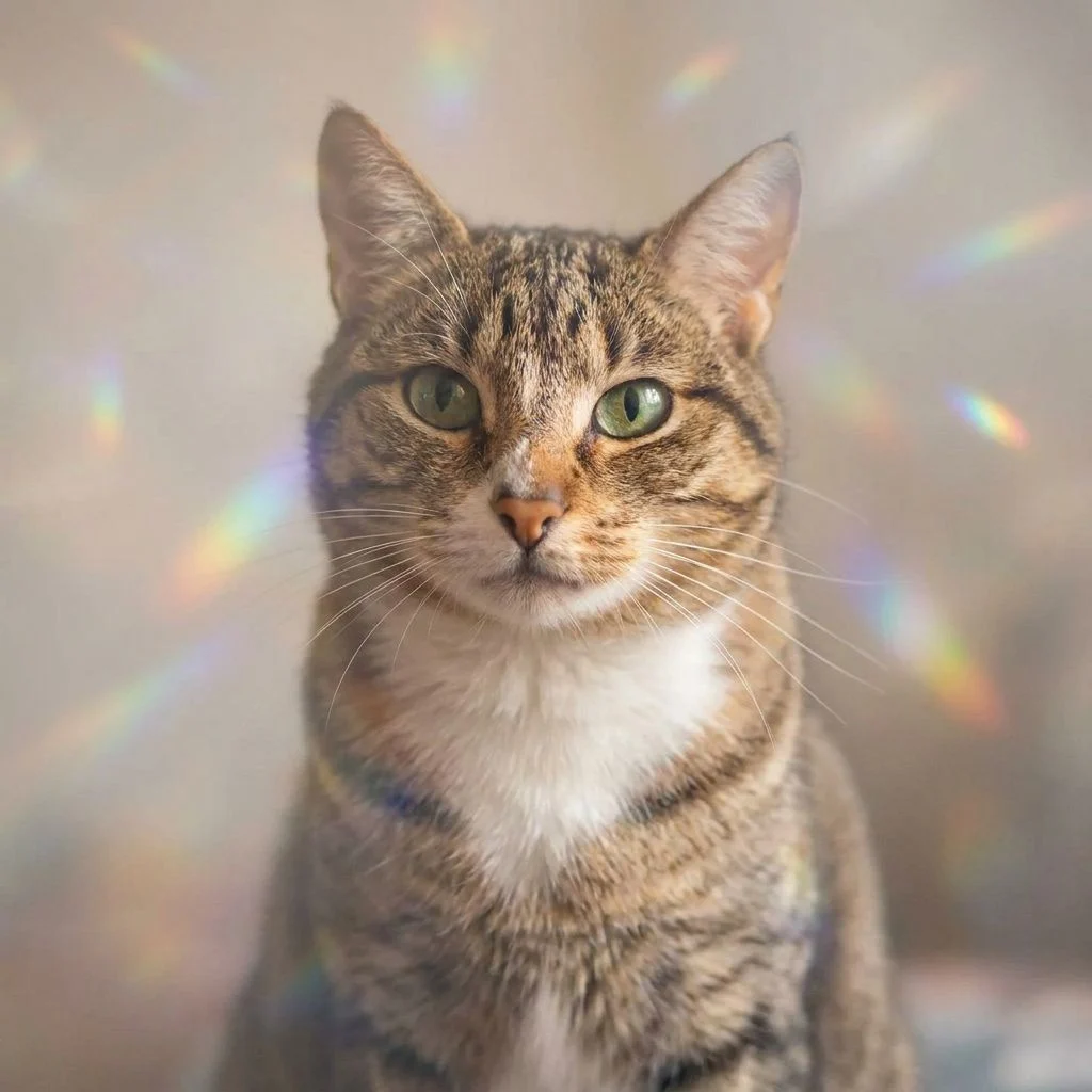 Cinematic Prism — Studio Cat subject
