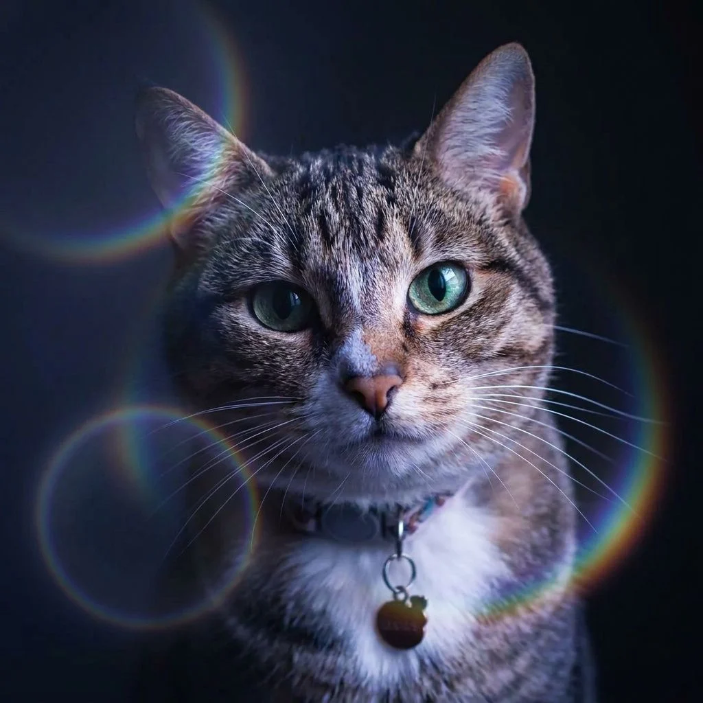 Ethereal Lighting — Studio Cat subject
