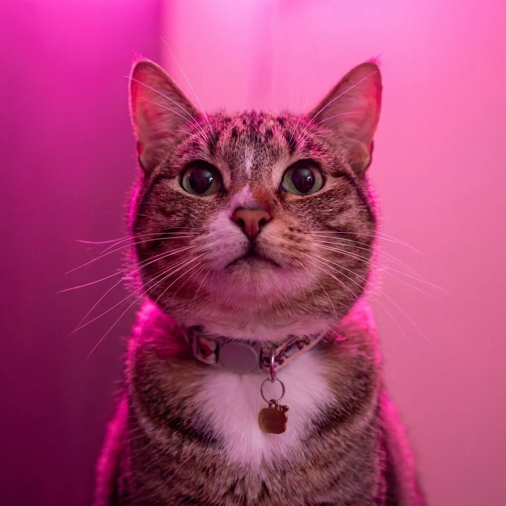 Pink Neon — Studio Cat subject