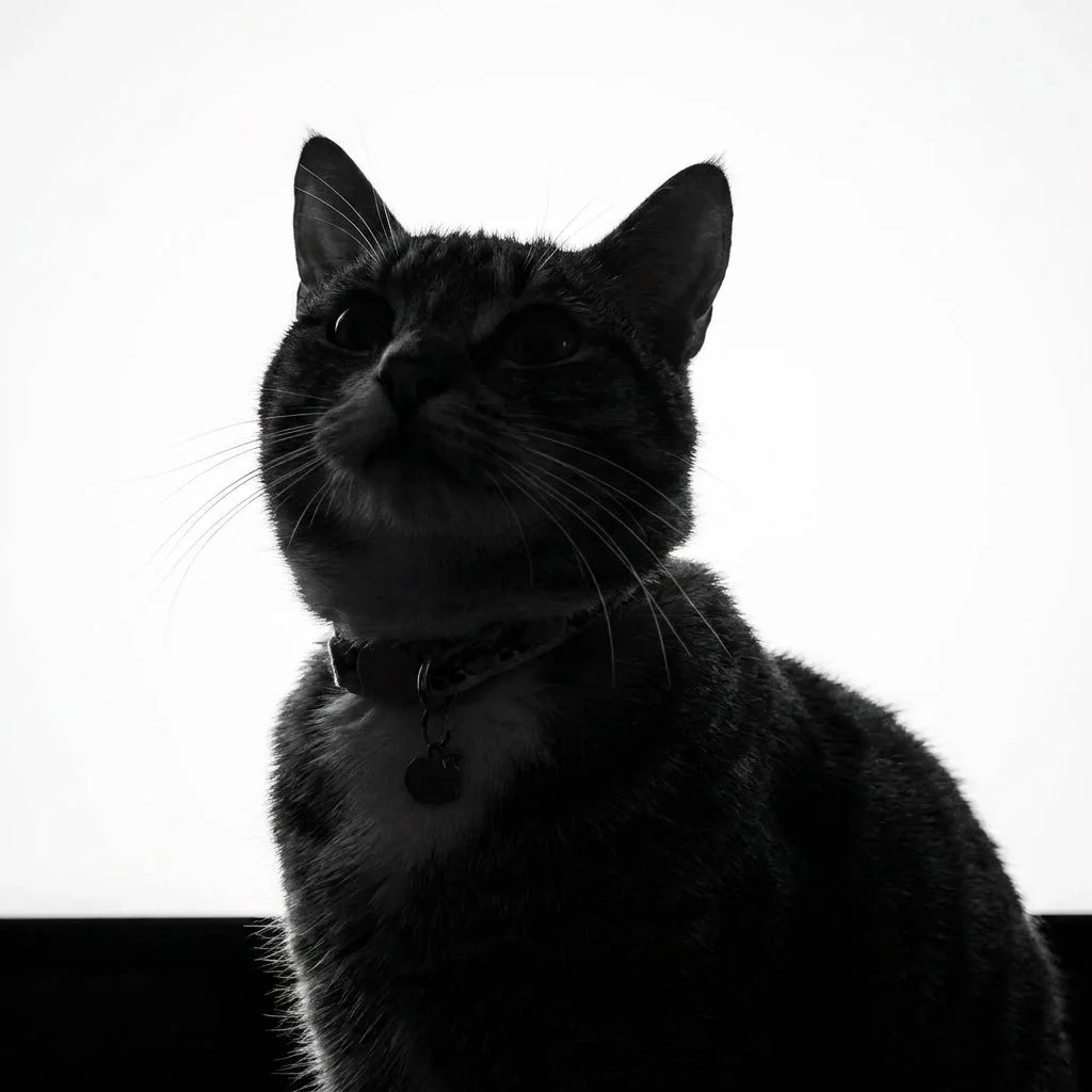 Dramatic Silhouette — Studio Cat subject